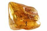 Detailed Fossil Ant & Springtail In Baltic Amber #81719-3